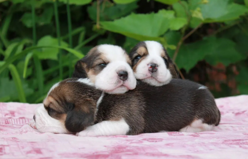 Beagle Puppies for Sale in New York (NY)