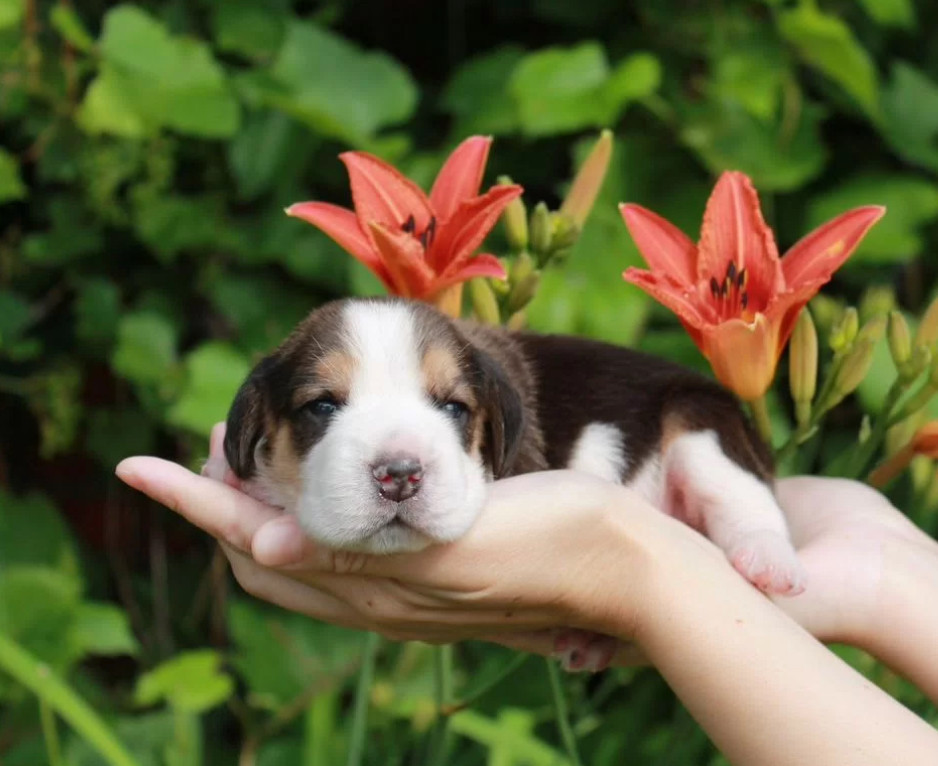Beagle Puppies for Sale in New York (NY)