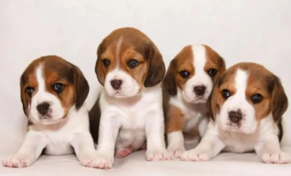 Beagle Puppies for Sale in Colorado (CO)