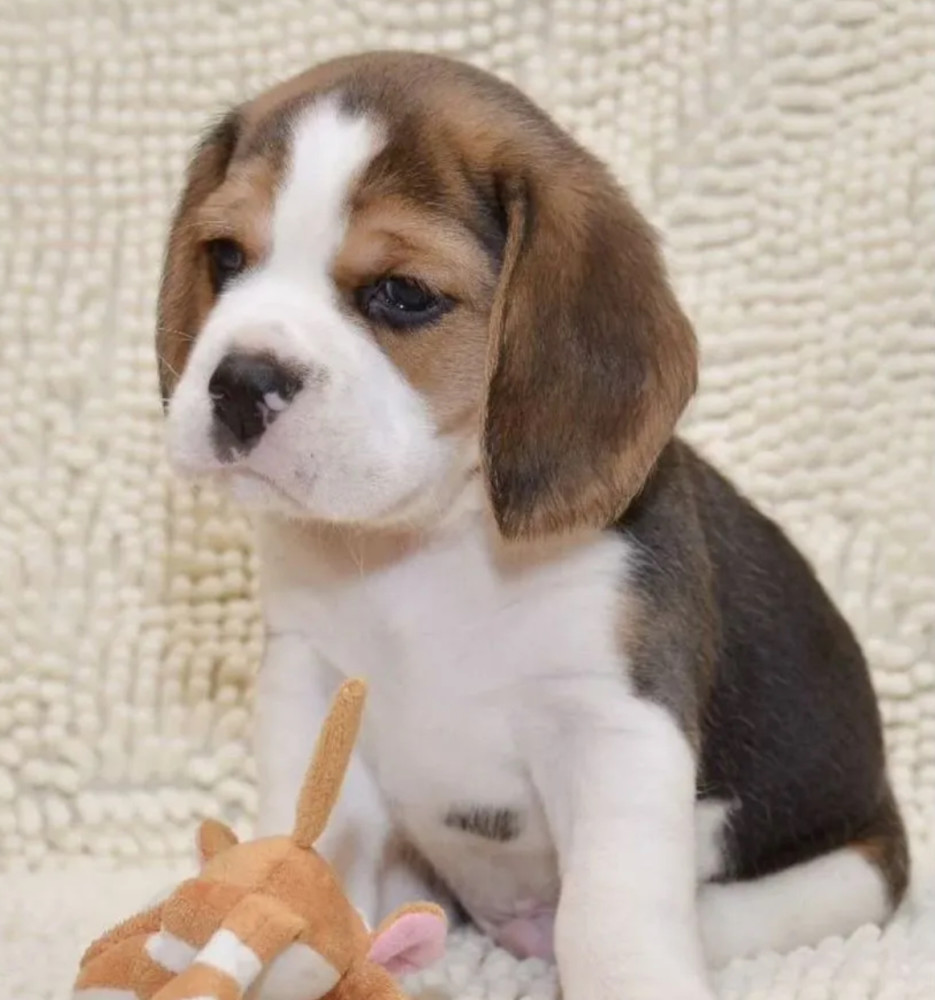 Beagle Puppies for Sale in Colorado (CO)