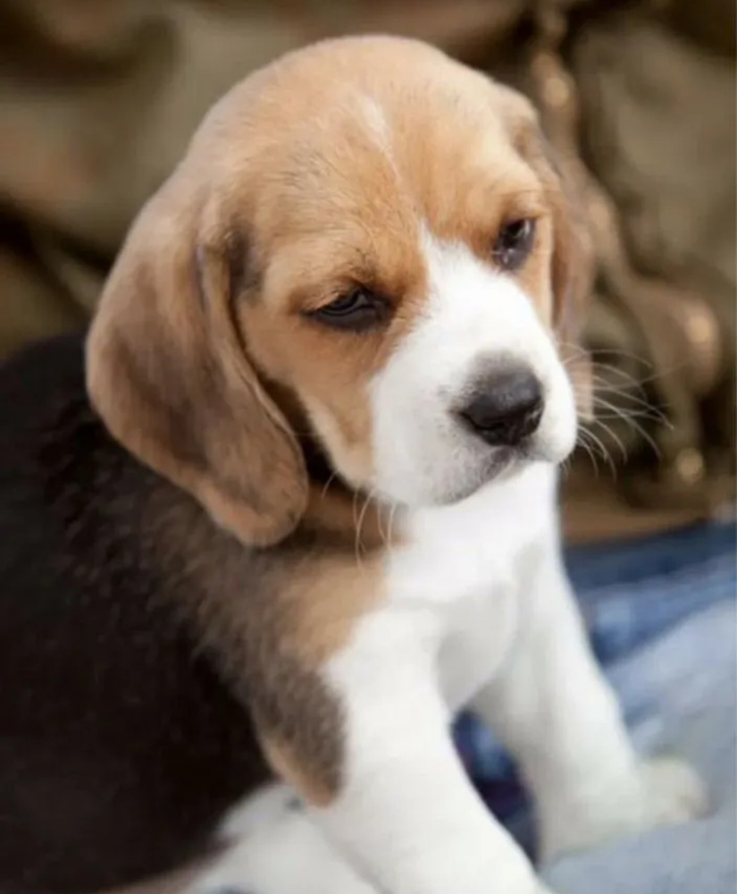 Beagle Girl Puppy for Sale in Florida (FL)