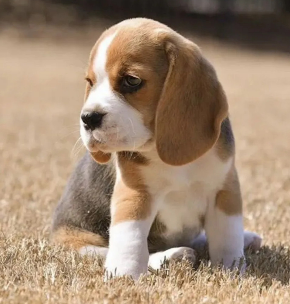 Beagle Girl Puppy for Sale in Florida (FL)