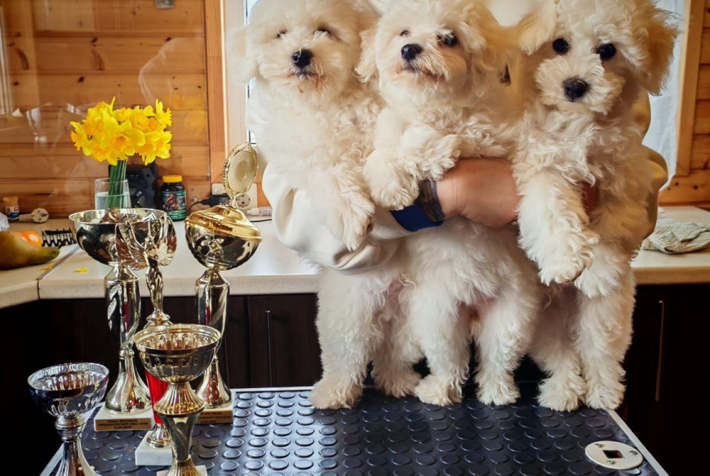 Bichon Frise Puppies for Sale in Texas (TX)