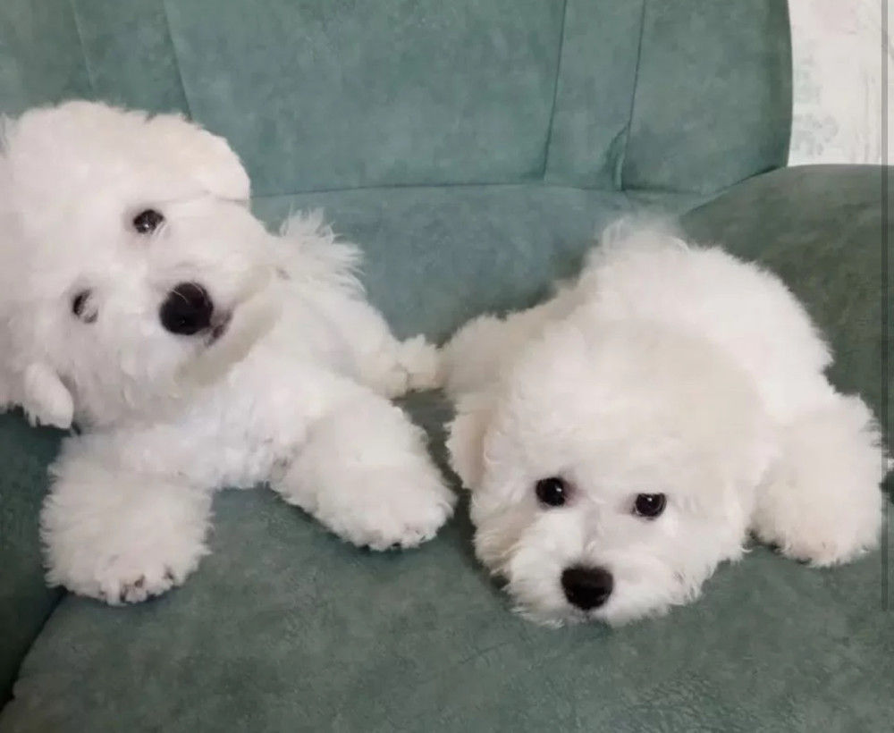 Bichon Frise Girl and Boy Looking for Loving Parents in Brooklyn