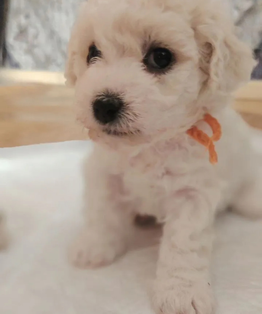 Bichon Frise Girl and Boy Looking for Loving Parents in Brooklyn