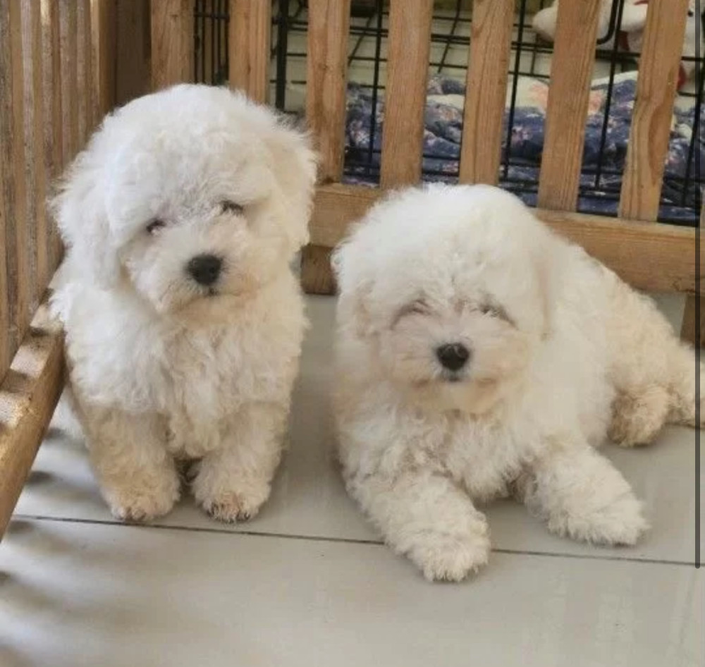 Two Bichon Frise Puppies for Sale in Houston