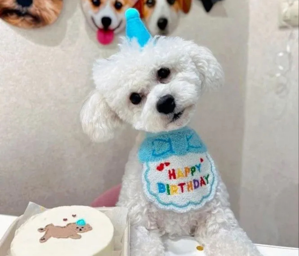 Two Bichon Frise Puppies for Sale in Houston