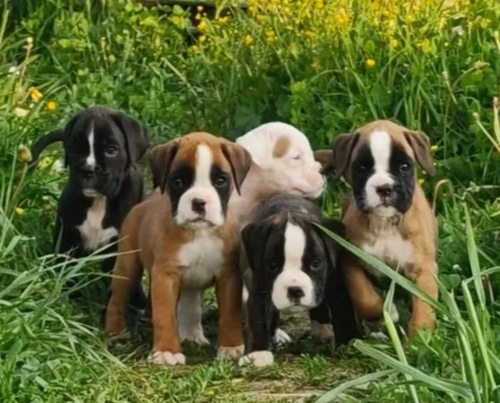 Boston Terrier Puppies for Sale in New York (NY)