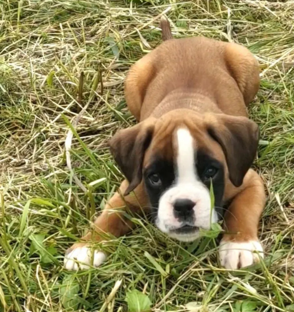 Boston Terrier Puppies for Sale in New York (NY)