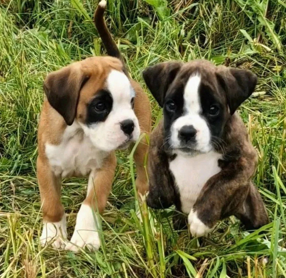 Boston Terrier Puppies for Sale in New York (NY)