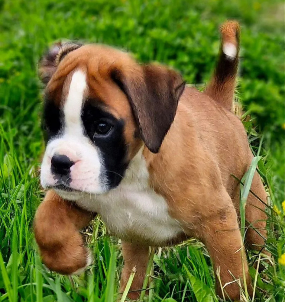 Boston Terrier Puppies for Sale in New York (NY)