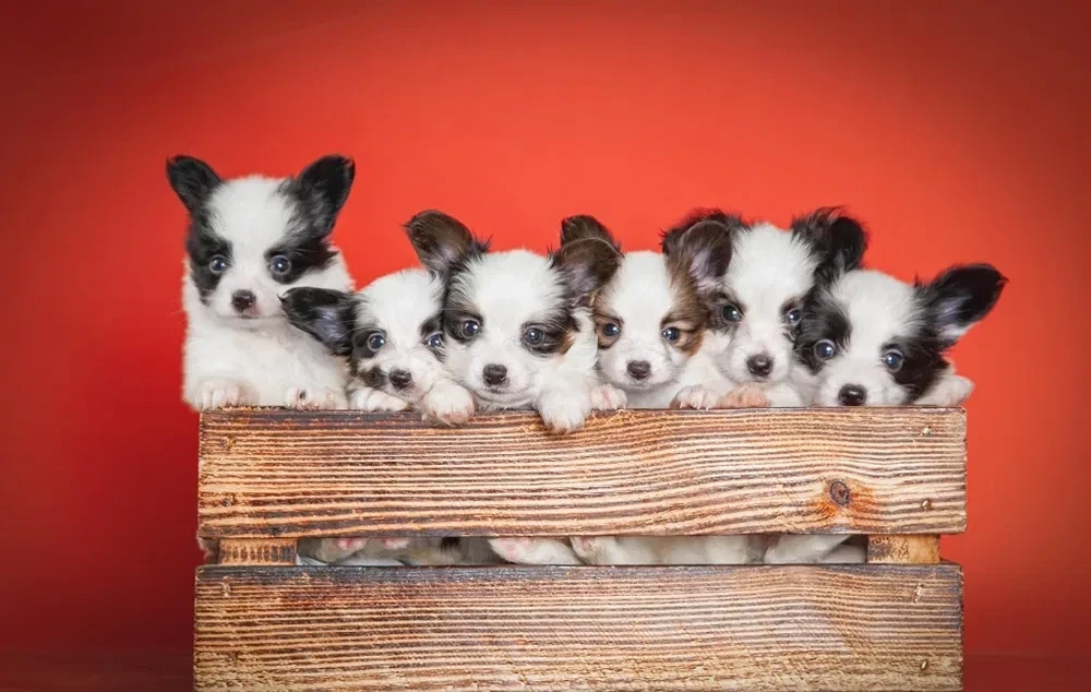 Papillon puppies for sale