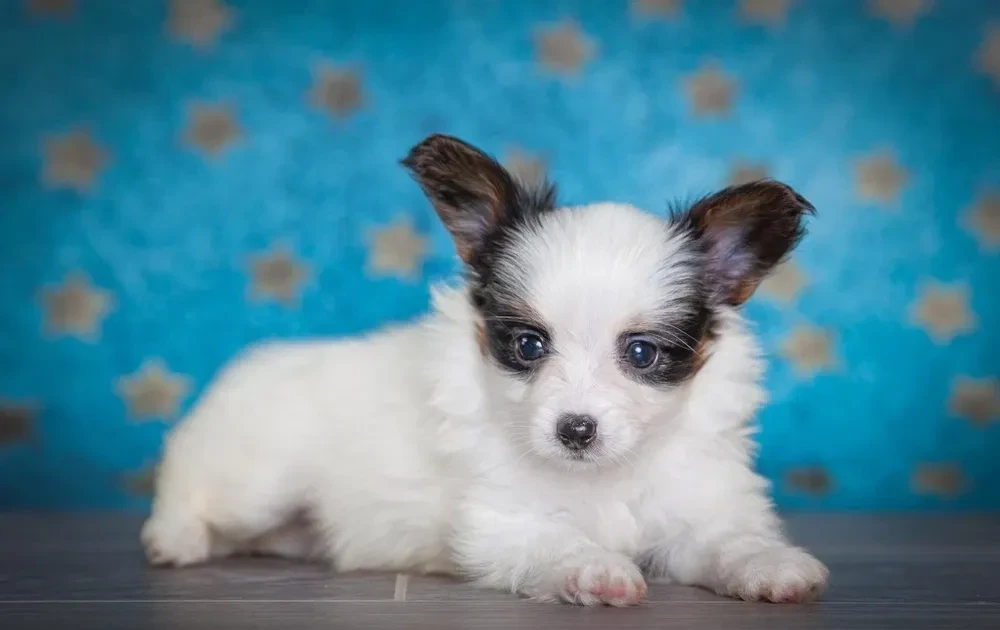 Papillon puppies for sale