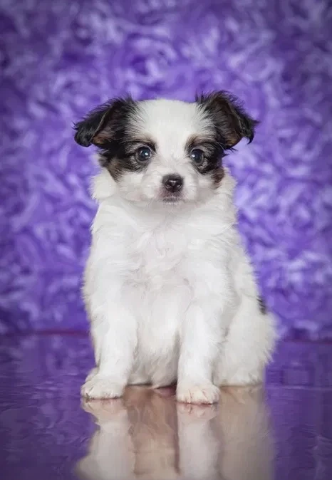 Papillon puppies for sale
