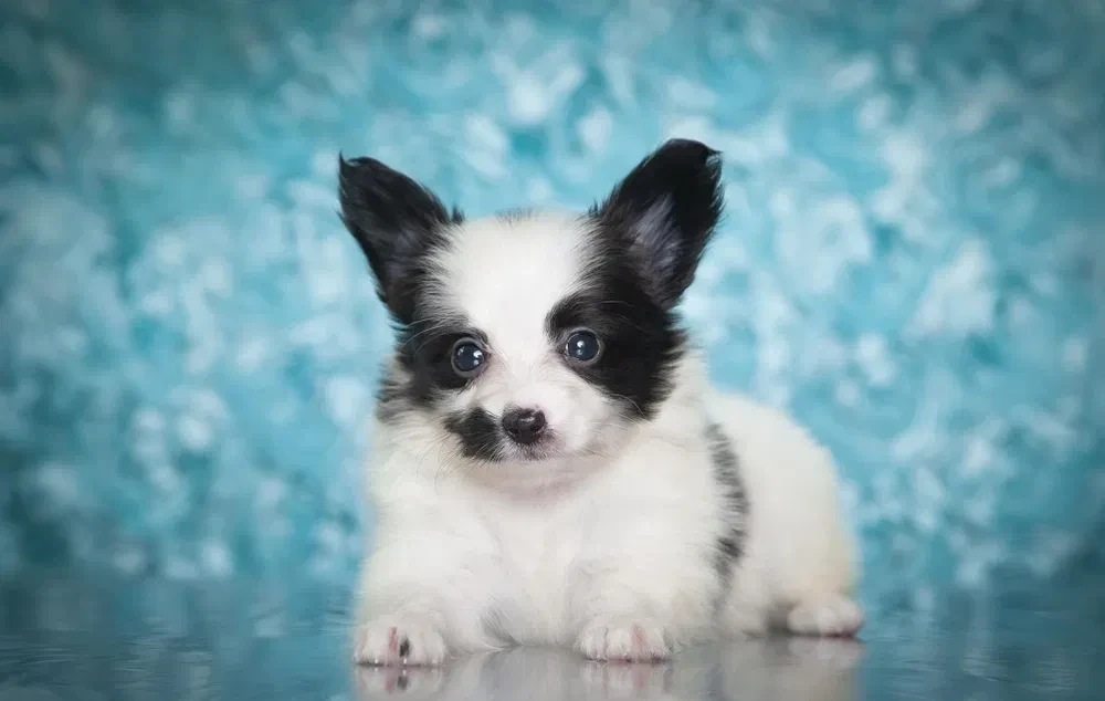 Papillon puppies for sale