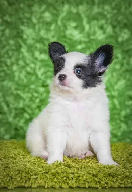 Papillon puppies for sale