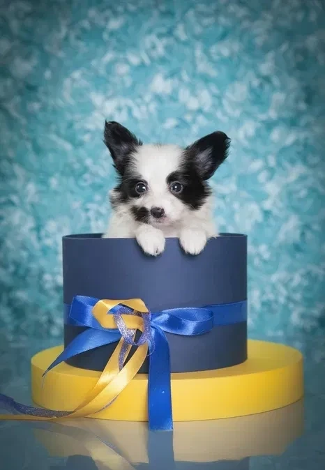 Papillon puppies for sale