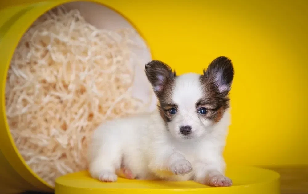 Papillon puppies for sale