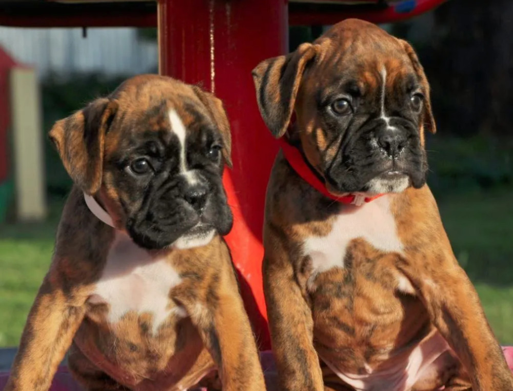 Boston Terrier Siblings Looking for a Loving Family in Queens, NY