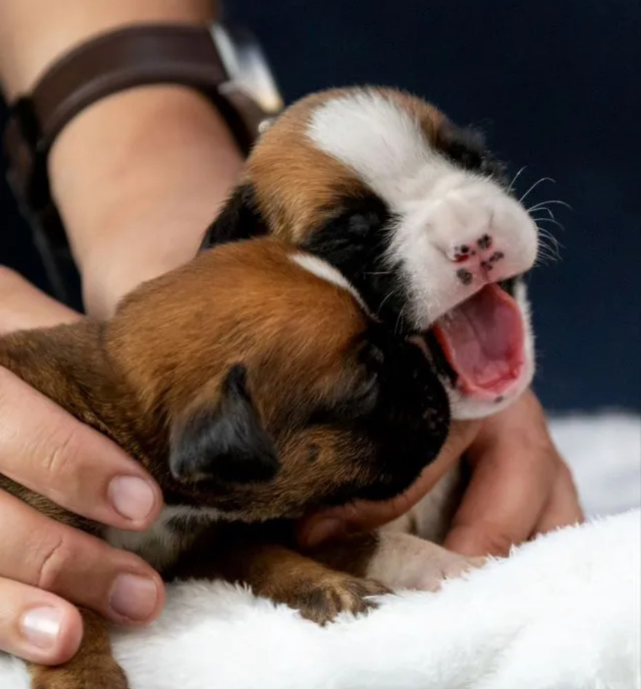 Boston Terrier Siblings Looking for a Loving Family in Queens, NY