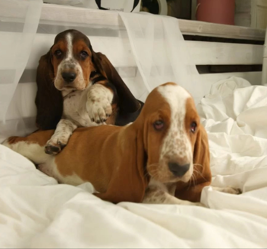 Basset Hound Puppies for Sale in New York (NY)