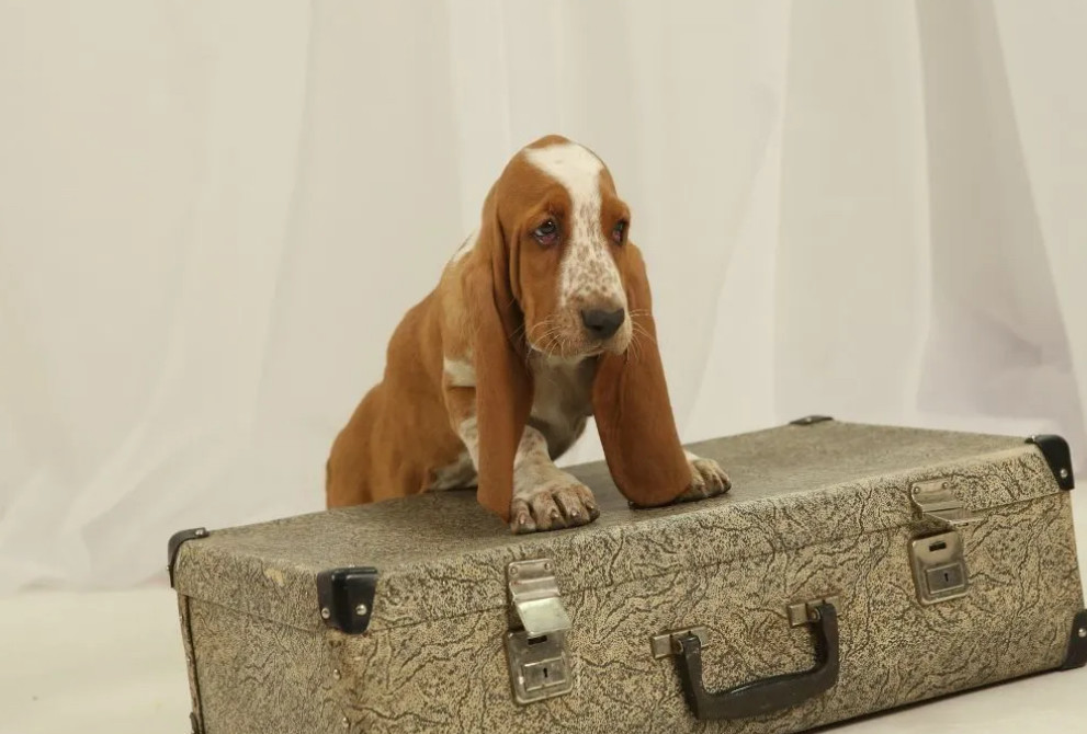 Basset Hound Puppies for Sale in New York (NY)