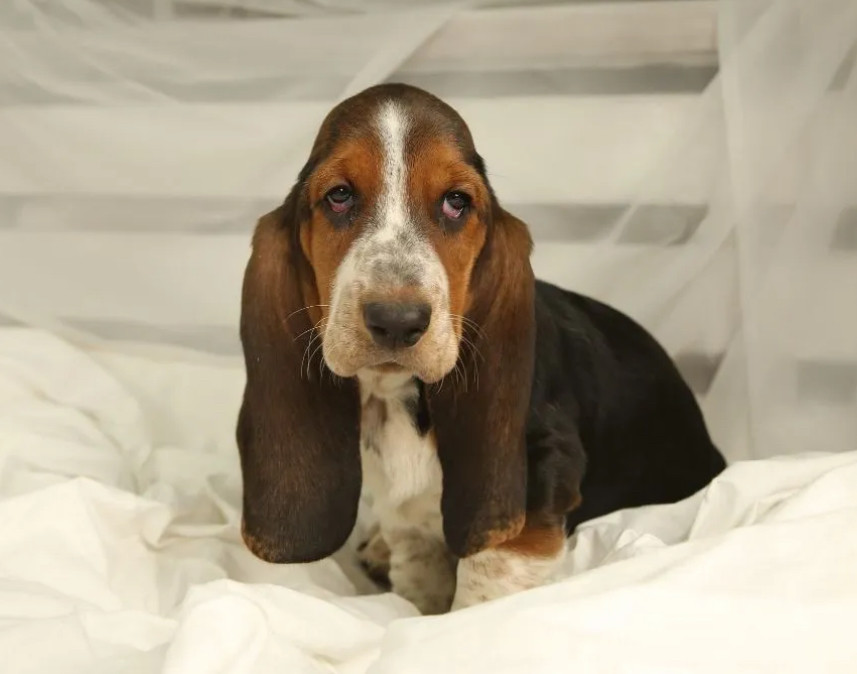 Basset Hound Puppies for Sale in New York (NY)