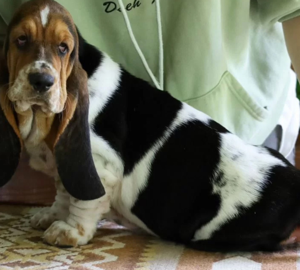 Basset Hound Boy Looking for a Home in Detroit (MI)