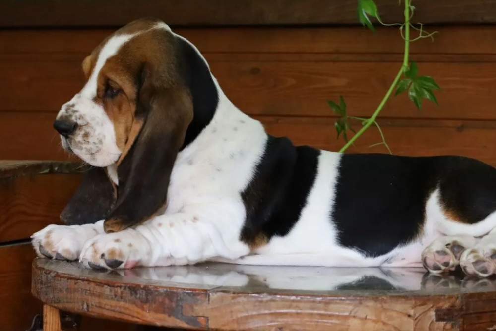 Basset Hound Boy Looking for a Home in Detroit (MI)
