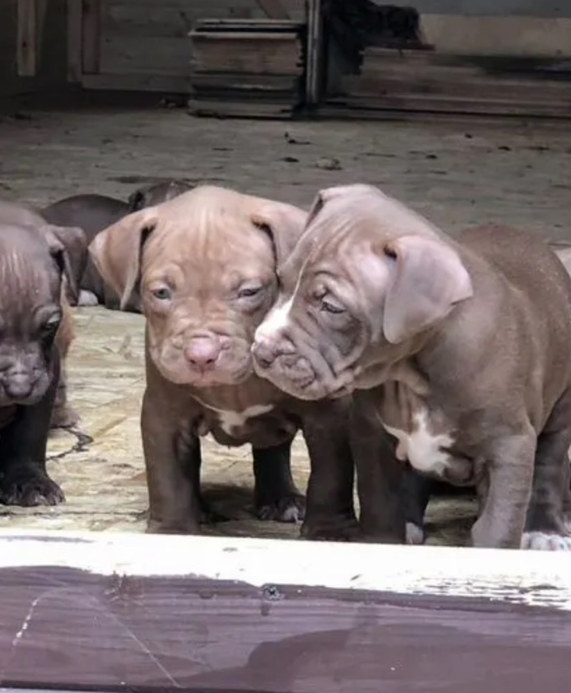 American Pit Bull Terrier Puppies for Sale in Michigan (MI)