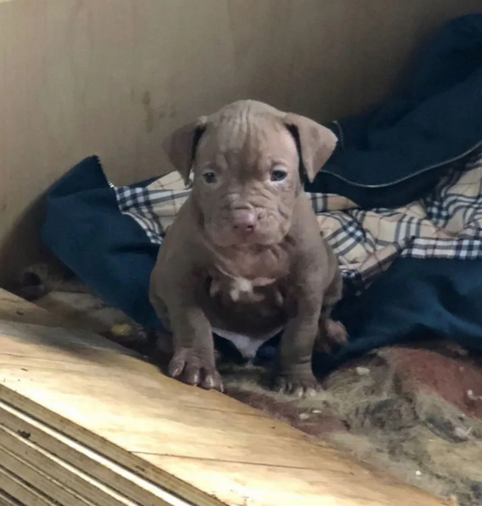American Pit Bull Terrier Puppies for Sale in Michigan (MI)