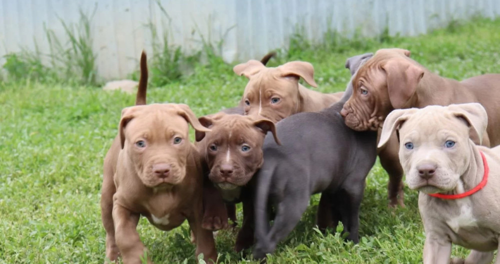 American Pit Bull Terrier Puppies Available for Reservation in Austin
