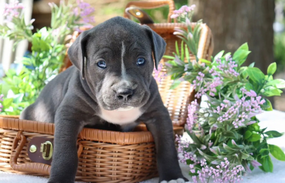 American Pit Bull Terrier Puppies Available for Reservation in Austin