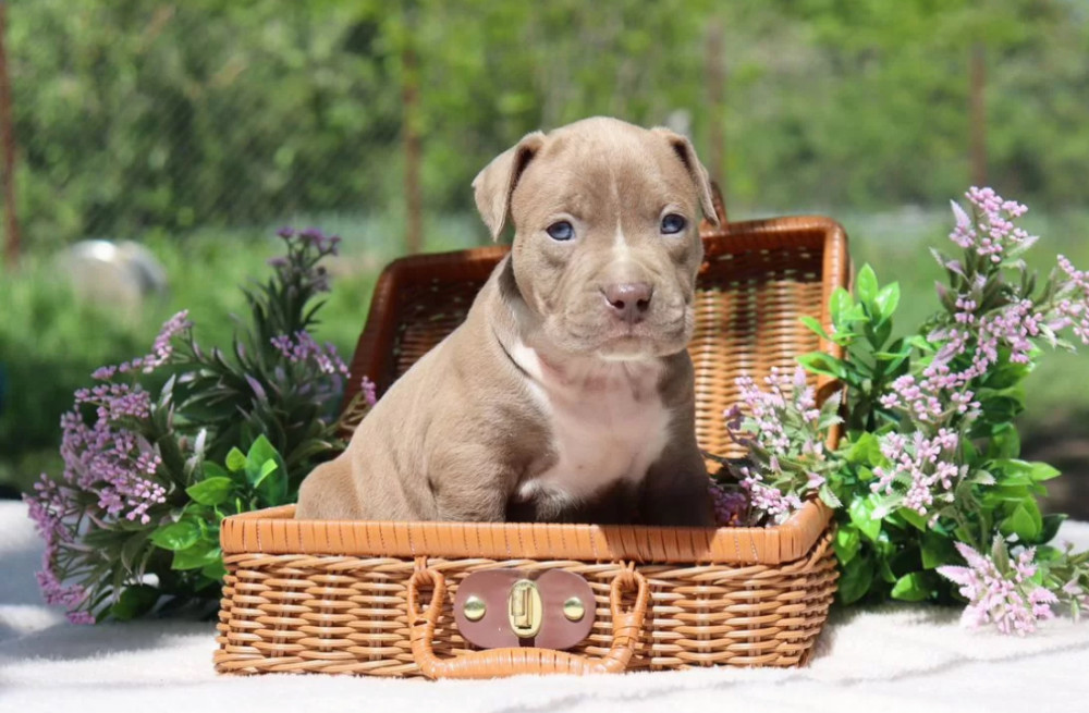 American Pit Bull Terrier Puppies Available for Reservation in Austin