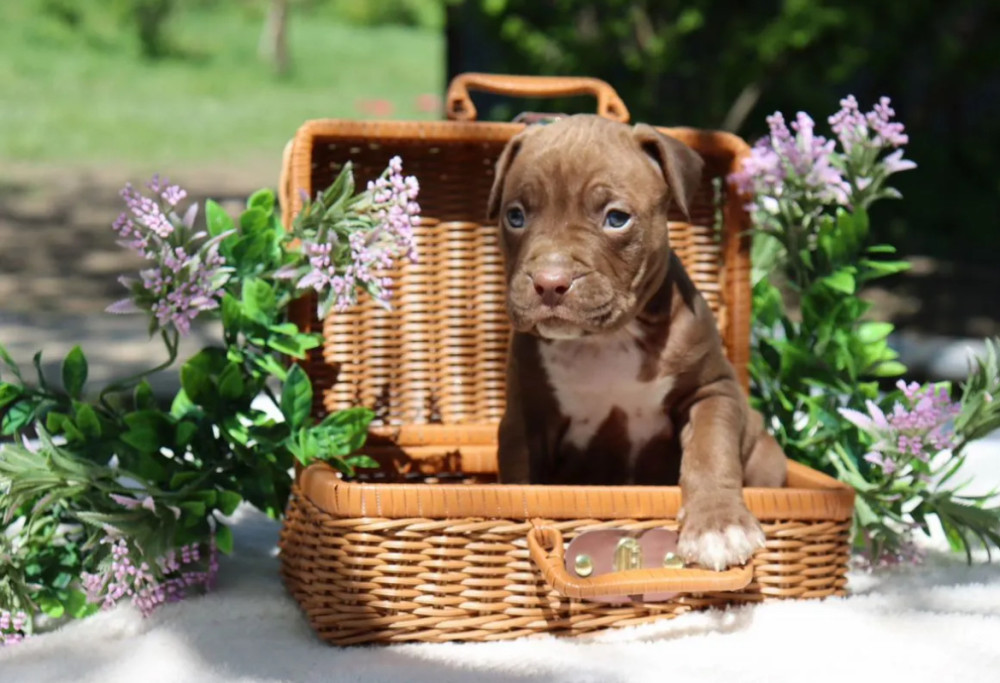 American Pit Bull Terrier Puppies Available for Reservation in Austin