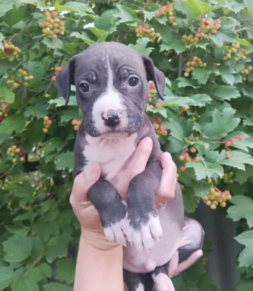 American Pit Bull Terrier Puppies Available for Reservation in Austin