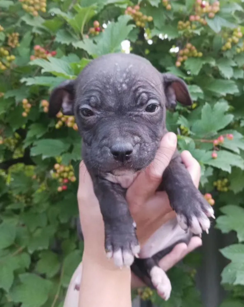 American Pit Bull Terrier Puppies Available for Reservation in Austin