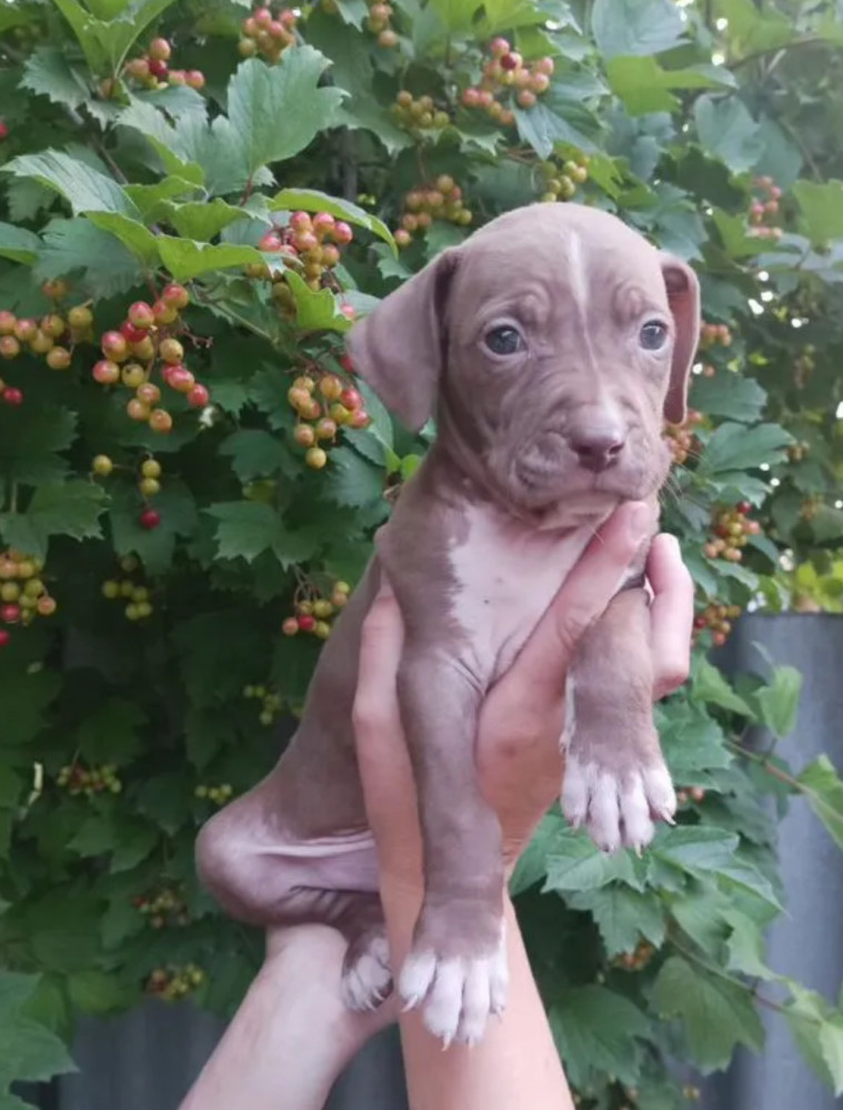 American Pit Bull Terrier Puppies Available for Reservation in Austin