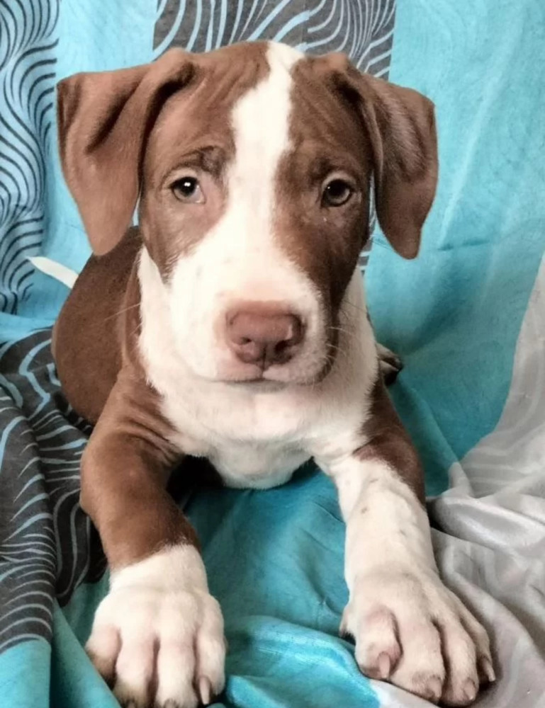 Female American Pit Bull Terrier Puppy for Sale Manhattan (New York)