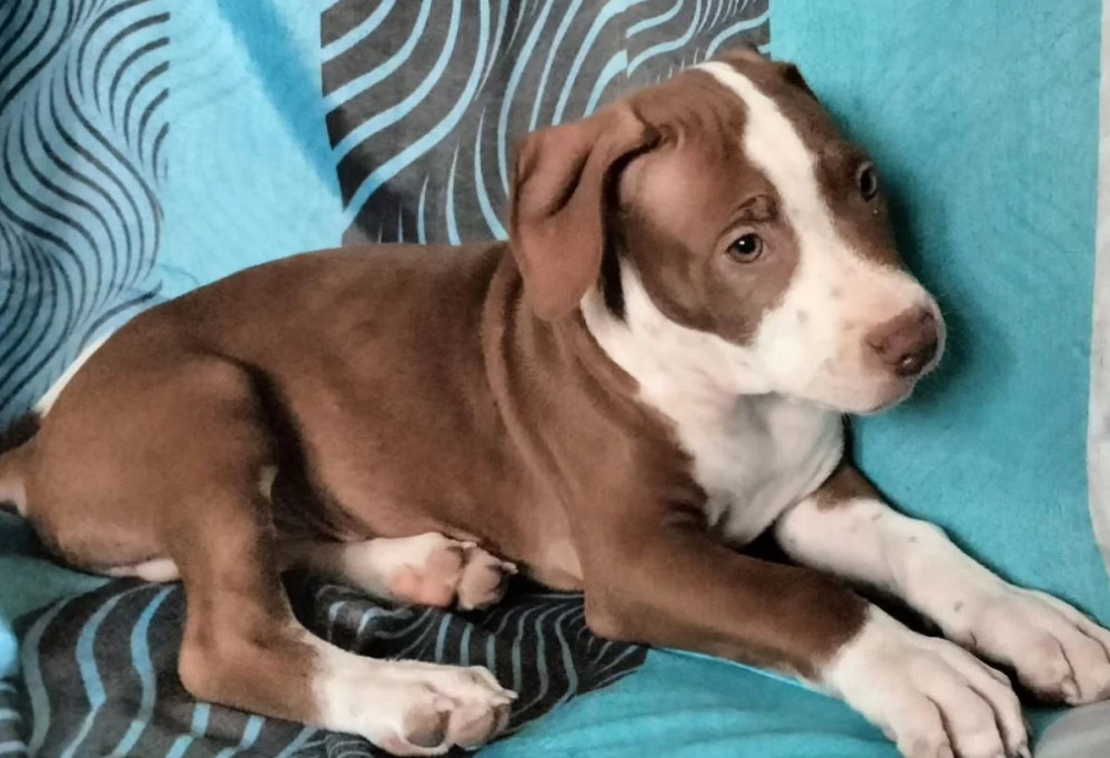 Female American Pit Bull Terrier Puppy for Sale Manhattan (New York)