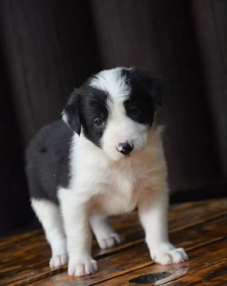 Collie Puppies for Sale in Texas (TX)