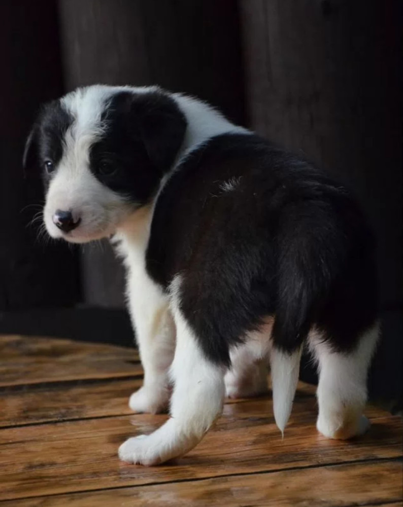 Collie Puppies for Sale in Texas (TX)