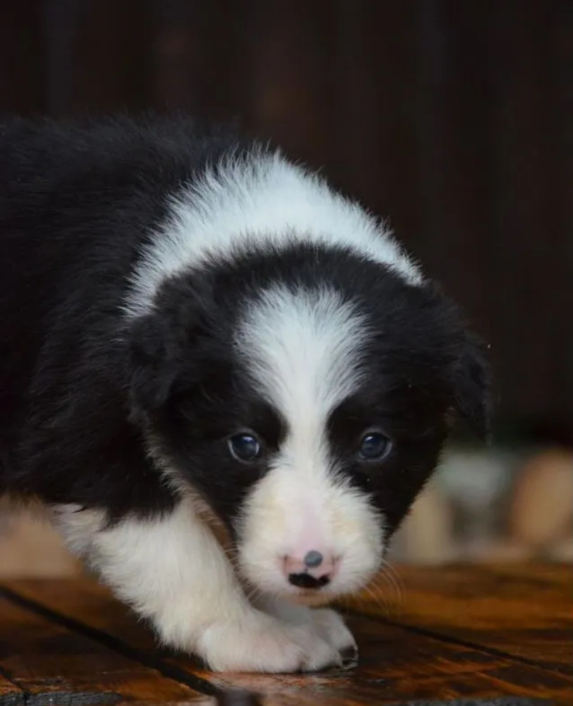 Collie Puppies for Sale in Texas (TX)