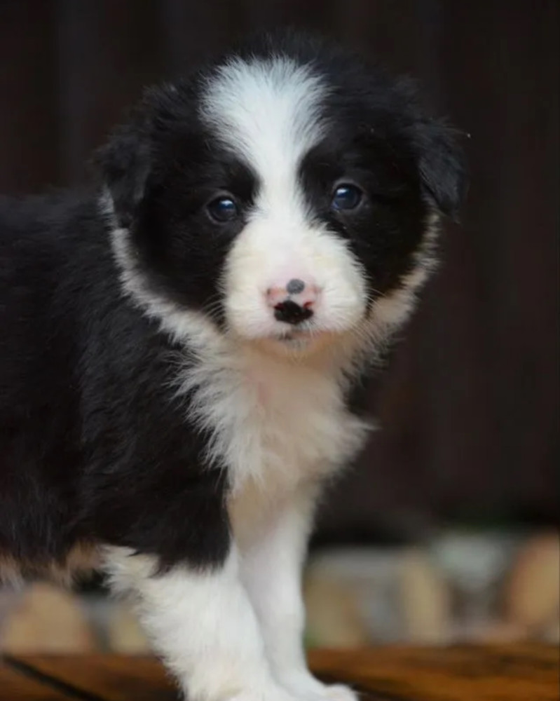 Collie Puppies for Sale in Texas (TX)