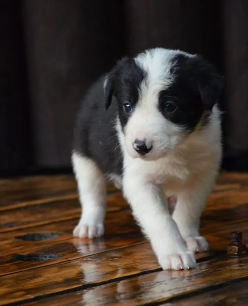 Collie Puppies for Sale in Texas (TX)