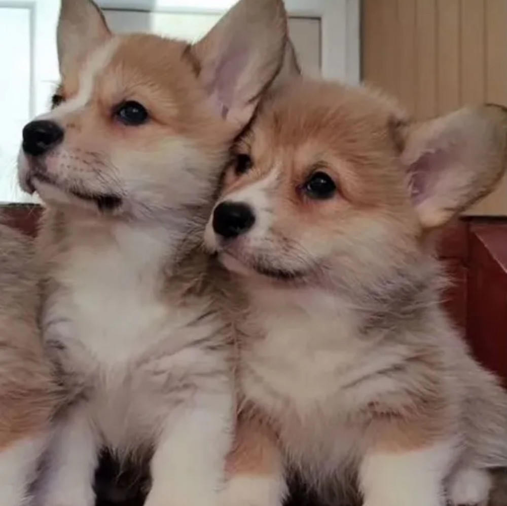 Pembroke Welsh Corgi Puppies for Sale in New York (NY)
