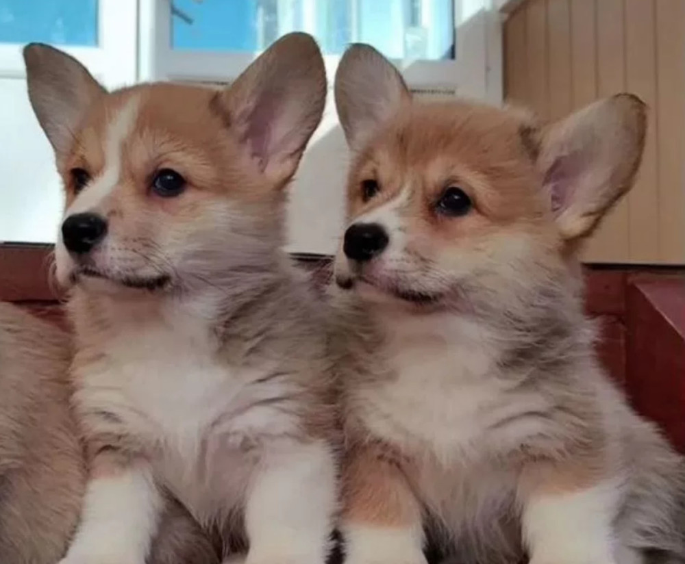 Pembroke Welsh Corgi Puppies for Sale in New York (NY)