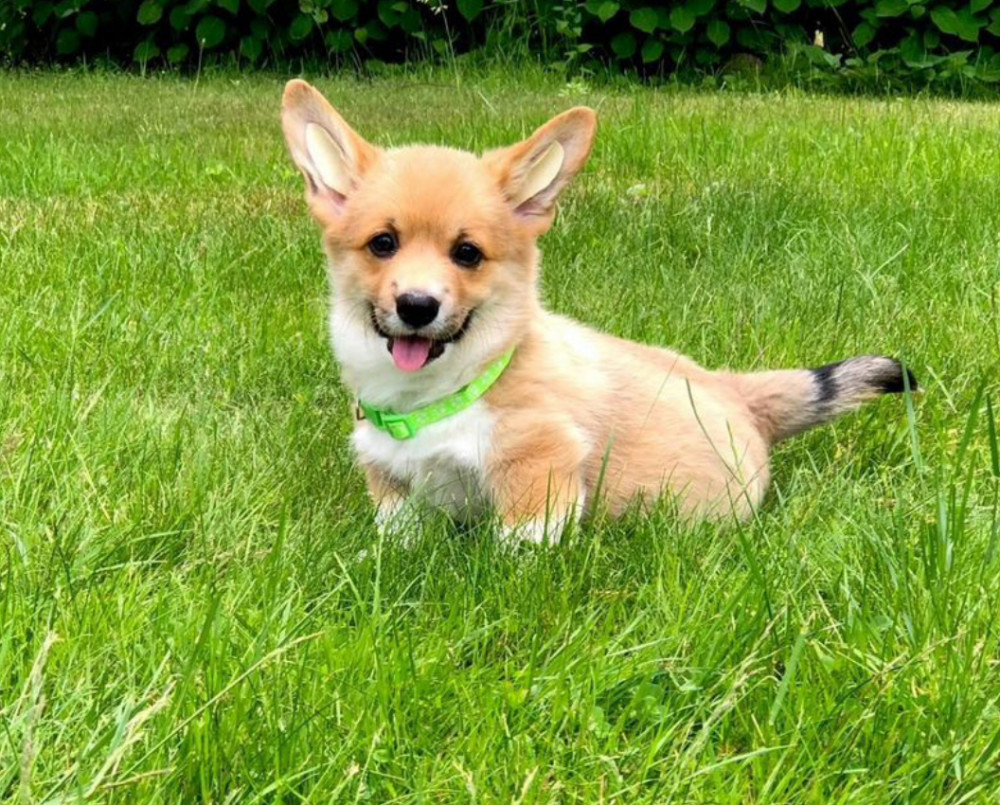 Pembroke Welsh Corgi Puppies for Sale in Texas (TX)