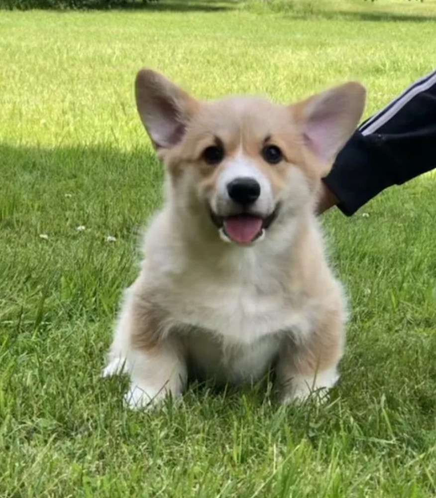 Pembroke Welsh Corgi Puppies for Sale in Texas (TX)