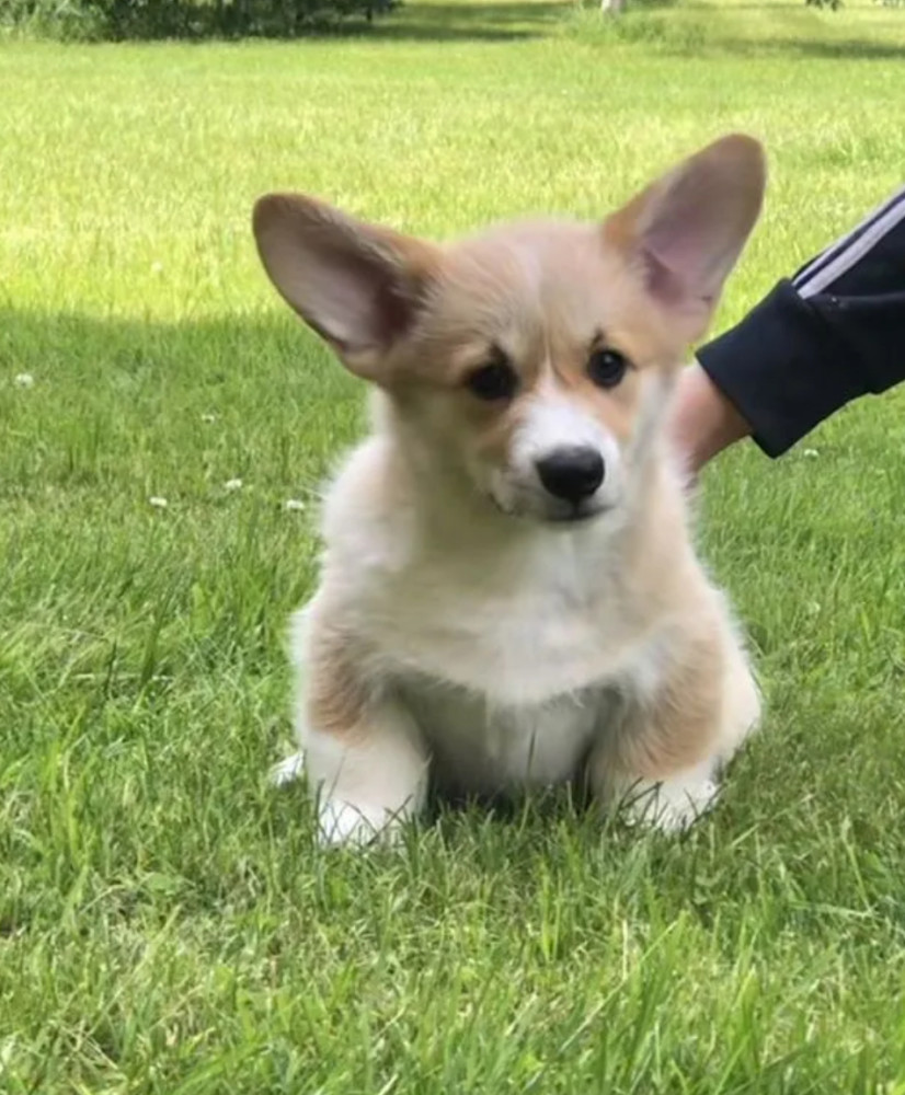 Pembroke Welsh Corgi Puppies for Sale in Texas (TX)
